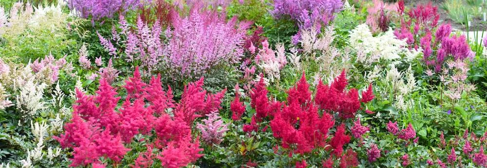 Ein Beet voller Prachtspieren in Rot, Rosa, Lila und Weiß.